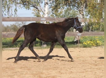 American Quarter Horse, Mare, 1 year, 16 hh, Black