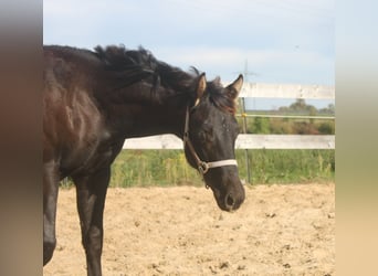 American Quarter Horse, Mare, 1 year, 16 hh, Black