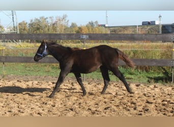 American Quarter Horse, Mare, 1 year, 16 hh, Black