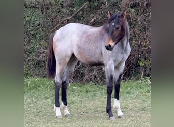 American Quarter Horse, Mare, 1 year, 16 hh, Roan-Bay
