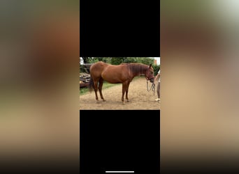 American Quarter Horse, Mare, 1 year, Bay-Dark