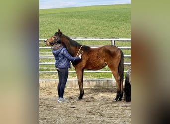 American Quarter Horse, Mare, 1 year, Bay