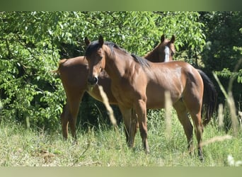 American Quarter Horse, Mare, 1 year, Bay