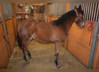American Quarter Horse, Mare, 1 year, Bay