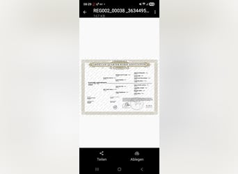 American Quarter Horse, Mare, 1 year, Black