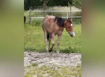 American Quarter Horse, Mare, 1 year, Brown-Light