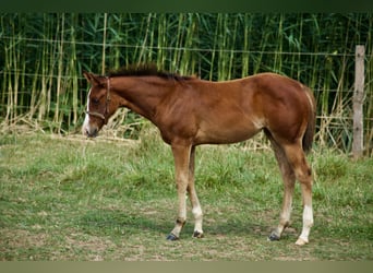 American Quarter Horse, Mare, 1 year, Brown