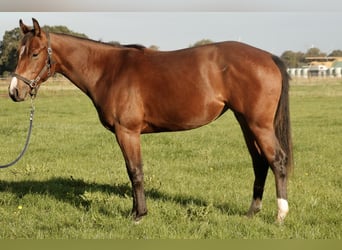 American Quarter Horse, Mare, 1 year, Brown