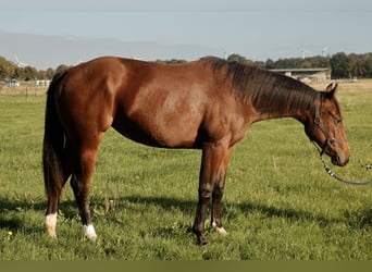 American Quarter Horse, Mare, 1 year, Brown