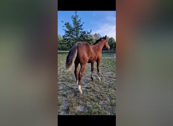 American Quarter Horse, Mare, 1 year, Brown