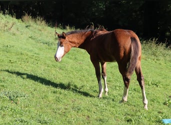 American Quarter Horse, Mare, 1 year, Brown