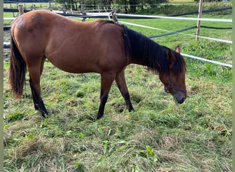 American Quarter Horse, Mare, 1 year, Brown