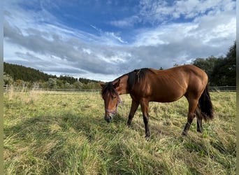 American Quarter Horse, Mare, 1 year, Brown