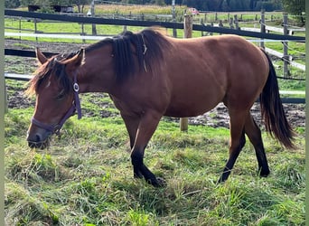 American Quarter Horse, Mare, 1 year, Brown