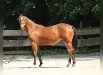 American Quarter Horse, Mare, 1 year, Brown