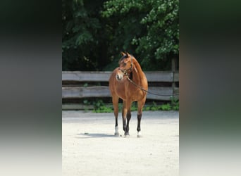 American Quarter Horse, Mare, 1 year, Brown