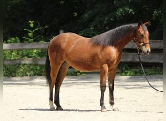 American Quarter Horse, Mare, 1 year, Brown
