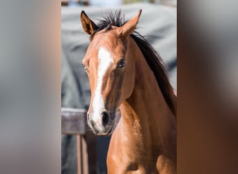 American Quarter Horse, Mare, 1 year, Brown