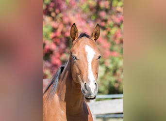 American Quarter Horse, Mare, 1 year, Brown