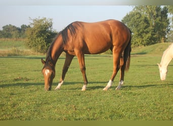 American Quarter Horse, Mare, 1 year, Brown