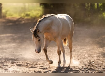 American Quarter Horse, Mare, 1 year, Buckskin