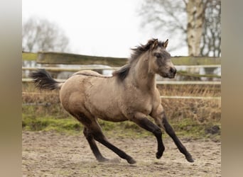 American Quarter Horse, Mare, 1 year, Buckskin