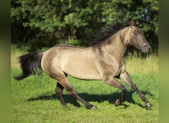 American Quarter Horse, Mare, 1 year, Buckskin