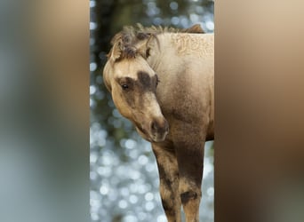 American Quarter Horse, Mare, 1 year, Buckskin