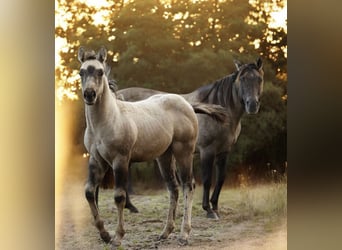 American Quarter Horse, Mare, 1 year, Buckskin