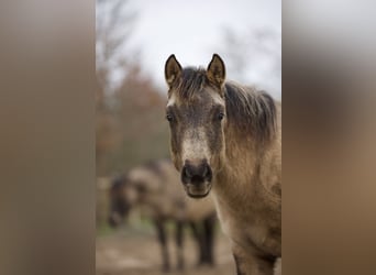 American Quarter Horse, Mare, 1 year, Buckskin