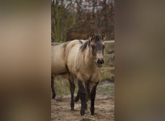 American Quarter Horse, Mare, 1 year, Buckskin