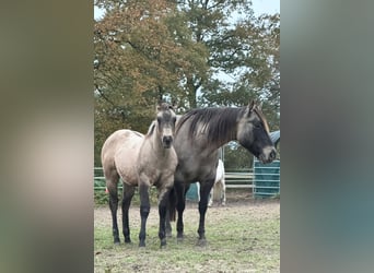 American Quarter Horse, Mare, 1 year, Buckskin