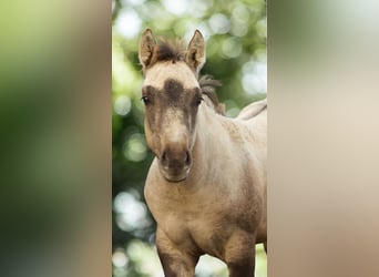 American Quarter Horse, Mare, 1 year, Buckskin