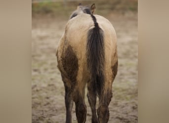 American Quarter Horse, Mare, 1 year, Buckskin