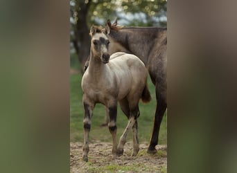 American Quarter Horse, Mare, 1 year, Buckskin