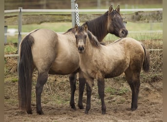 American Quarter Horse, Mare, 1 year, Buckskin