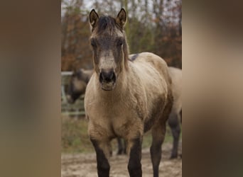 American Quarter Horse, Mare, 1 year, Buckskin