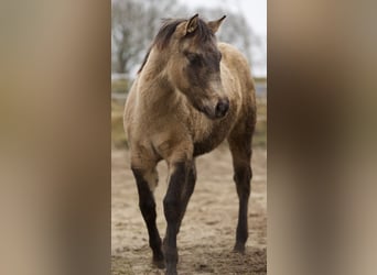 American Quarter Horse, Mare, 1 year, Buckskin