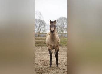 American Quarter Horse, Mare, 1 year, Buckskin