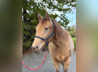 American Quarter Horse, Mare, 1 year, Champagne