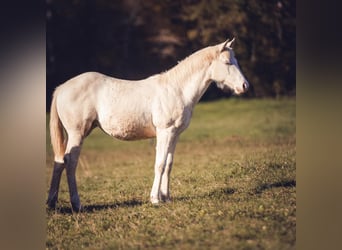 American Quarter Horse, Mare, 1 year, Champagne