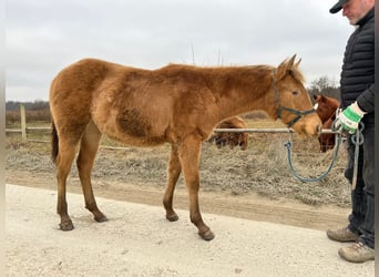 American Quarter Horse, Mare, 1 year, Champagne