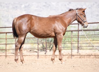 American Quarter Horse, Mare, 1 year, Chestnut