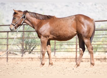 American Quarter Horse, Mare, 1 year, Chestnut
