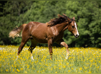 American Quarter Horse, Mare, 1 year, Chestnut-Red