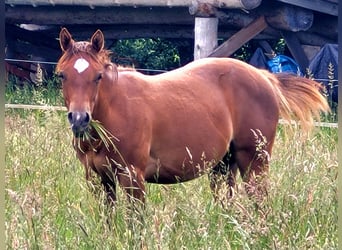 American Quarter Horse, Mare, 1 year, Chestnut-Red