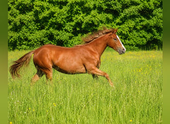 American Quarter Horse, Mare, 1 year, Chestnut-Red