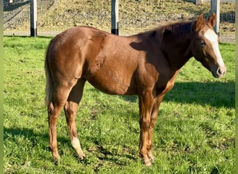 American Quarter Horse, Mare, 1 year, Chestnut-Red