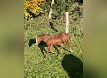 American Quarter Horse, Mare, 1 year, Chestnut-Red