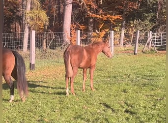 American Quarter Horse, Mare, 1 year, Chestnut-Red